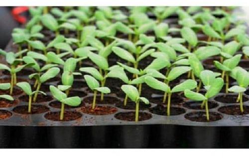 Plastic Agriculture Seedling Tray