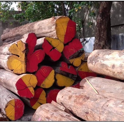 Teak Wood Log, Color : Brown