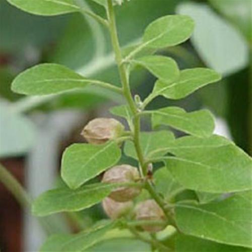 Ashwagandha Leaves