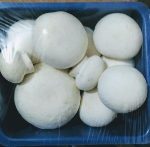 Common Button Mushroom, for Cooking, Packaging Type : Plastic Container