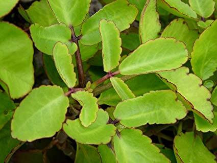 Patharchatta Herb