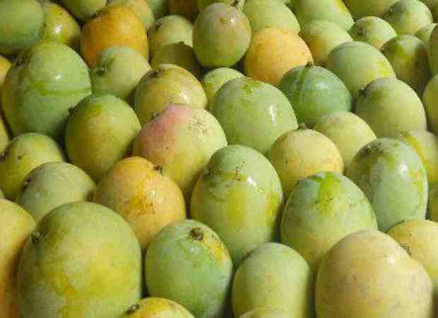 malda-mango-buy-malda-mango-for-best-price-at-inr-70-kilogram-approx