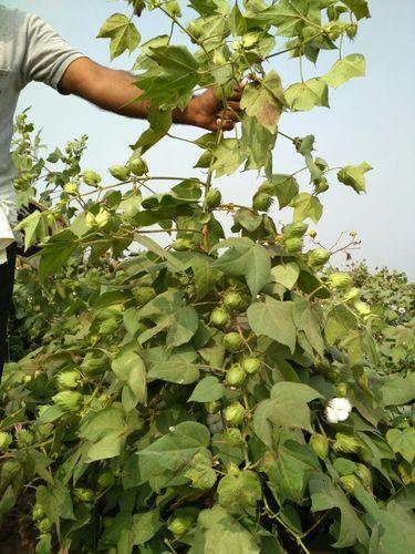  Natural cotton seeds, for Agriculture purpose