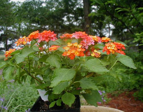 Lantana Flower Plant