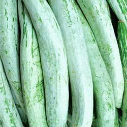 Organic Fresh Snake Gourd, for Pesticide Free, High Nutritive Value, Packaging Type : Plastic Bag