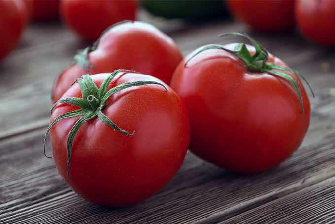 Organic Fresh Tomato, for Cooking, Style : Natural