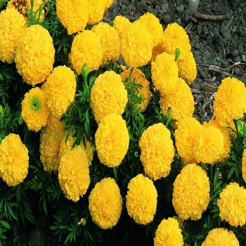 Yellow Marigold Flower Buy yellow marigold flower for best price at INR ...