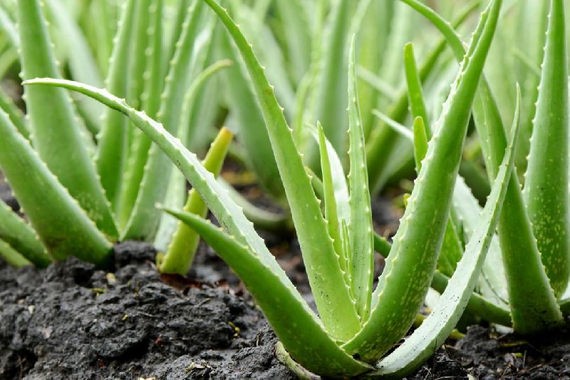 Organic Aloe Vera Plant, for Cosmetic, Medicines, Feature : Easy To Grow, Insect Free, Long Term Freshness