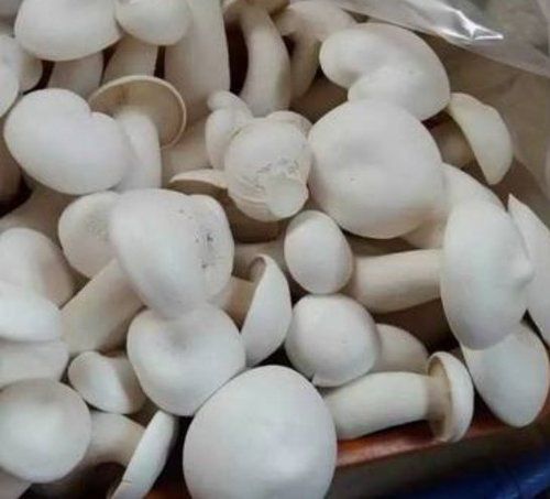 Organic milky white mushroom, Packaging Type : Jute Bag, Plastic Bag, Sack Bag