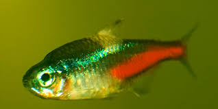 Neon Tetra Fish