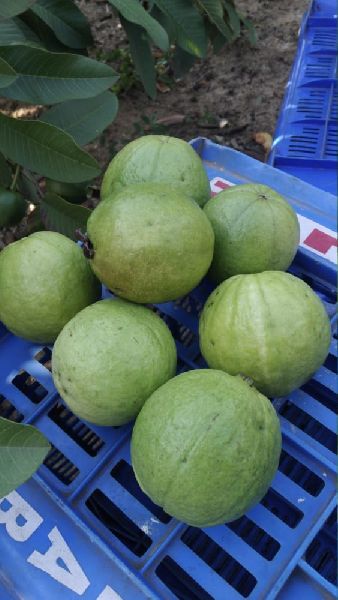 Round Organic Fresh Green Guava