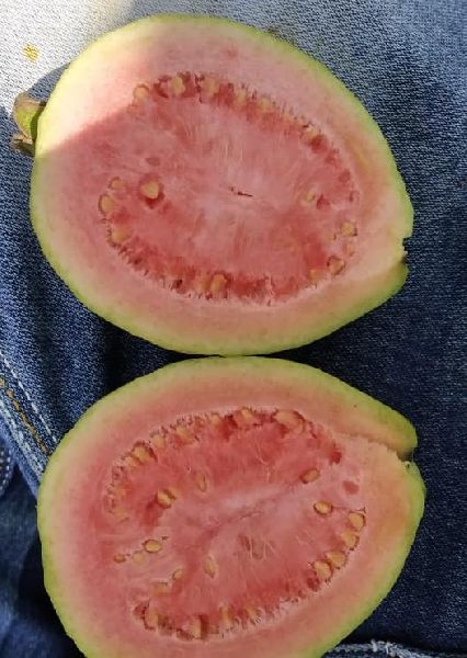 Organic Fresh Natural Guava, Shape : Round