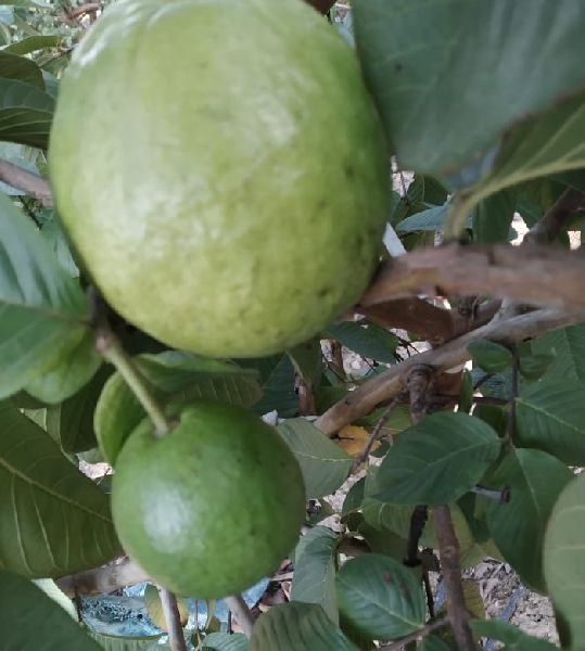 Round Common Fresh Organic Guava