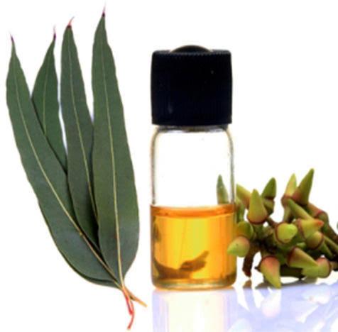 Eucalyptus oil, Feature : Freshness