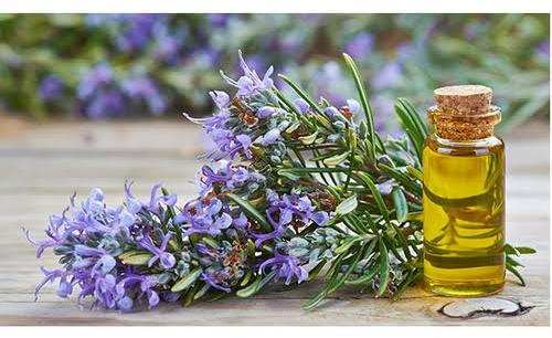 Leaves Rosemary Oil, for Cosmetics, Hair Products, Perfumery, Pharmaceuitcals, Feature : Hygienically Packed