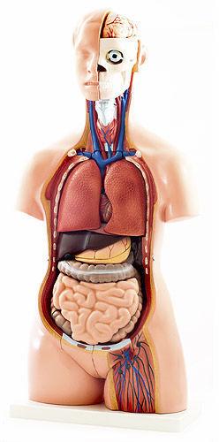 Anatomical Model