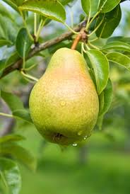 Pears