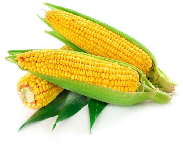 Organic Fresh Yellow Corn, for Animal Feed, Bio-fuel Application, Food Grade Powder, Making Popcorn