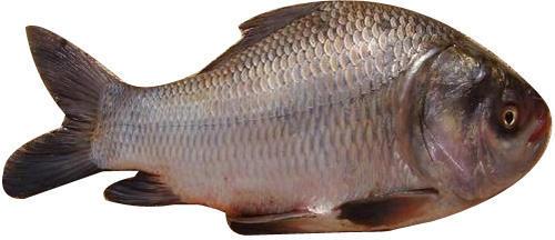 Catla Fish, for Cooking, Food, Human Consumption, Making Medicine, Making Oil, Style : Fresh, Frozen