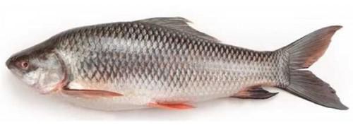 Rohu fish, Style : Fresh