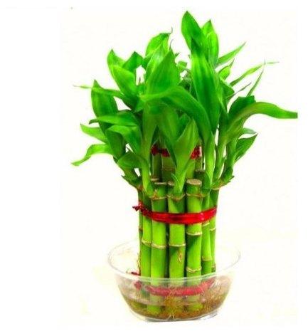 SR Plantation Green Lucky Bamboo Plant, for Decoration