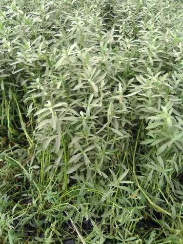 Bhringraj Dry Plant (Eclipta alba)