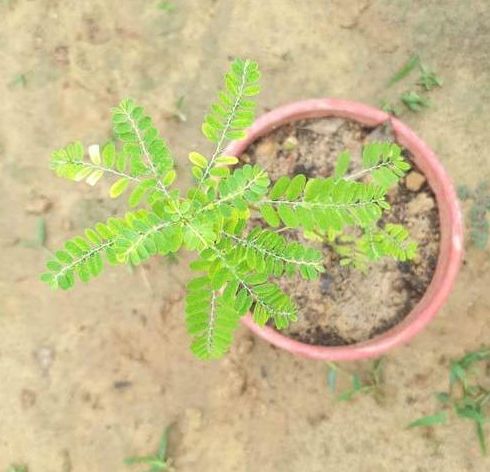Bhumi Amla dry Plant (Phyllanthus niruri)