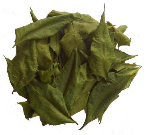 Dried Neem leaves (Azadirachta indica)