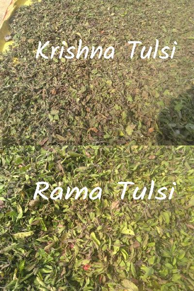 Dried Tulsi Leaves (Ocimum Sanctum), for Medicinal, Style : Fresh