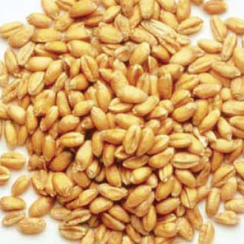 Organic Wheat Seeds, for Chapati, Khakhara, Certification : FDA Certified