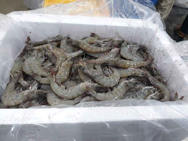 Chilled Vannamei Shrimp, for Household, Packaging Type : Vaccum Packed