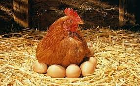 Chicken Eggs