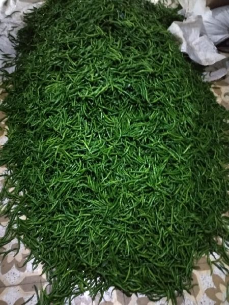 Fresh Green Chilli (Export Quality)
