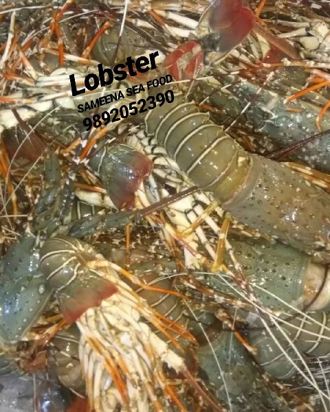 Fresh Lobster, Shelf Life : 1week