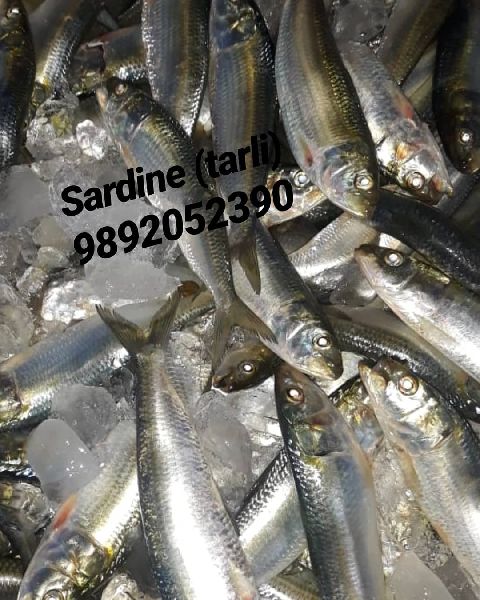 Fresh  Sardine Fish