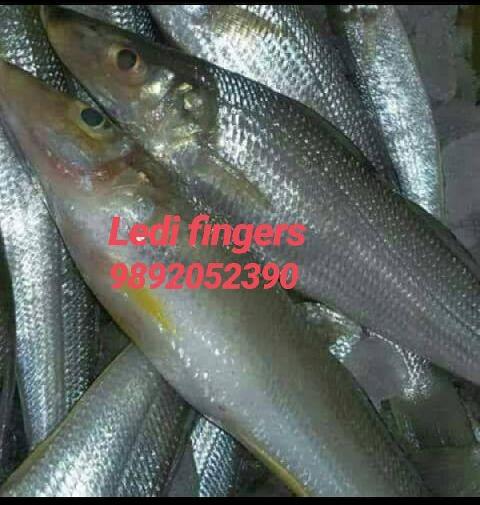 Lady Finger Fish