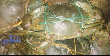 Live Green Crabs, Packaging Type : Thermocole Box, Vaccum Packed