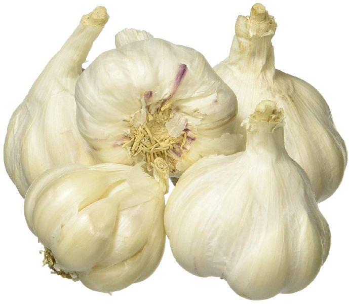 Fresh Organic Garlic, Packaging Type : Gunny Bags