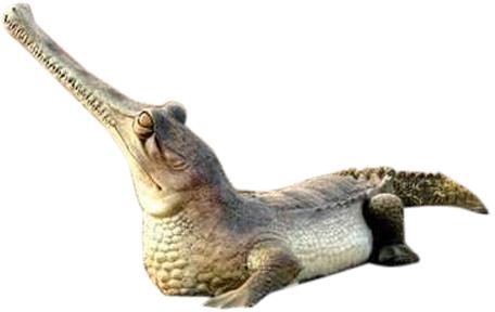 FRP Crocodile Statue