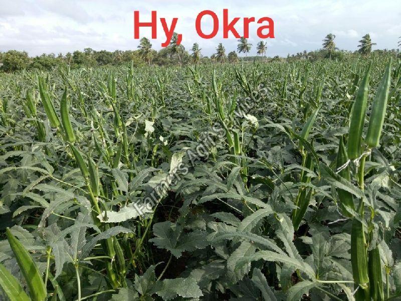 Hybrid Okra Seeds Manufacturer in Delhi Delhi India by Farmers Agri
