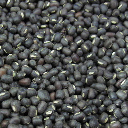 Black Gram, Feature : Easy To Cook, Healthy To Eat, Highly Hygienic, Nutritious