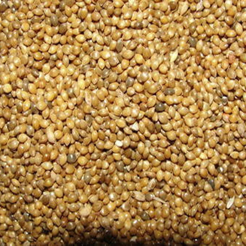 Natural Millet Seeds, for Cattle Feed, Cooking, Style : Dried