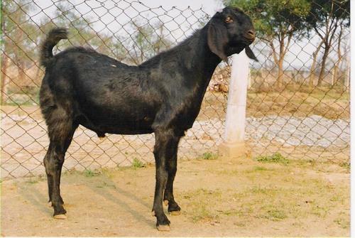 Live Beetal Goat, Gender : Female, Male