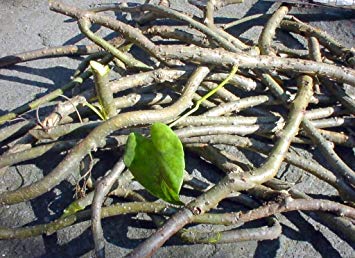 Giloy Sticks, Color : Green, Brown