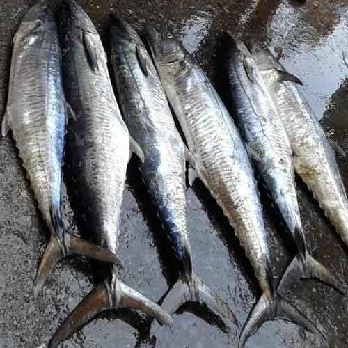Fresh King Fish - Aditi Super Market