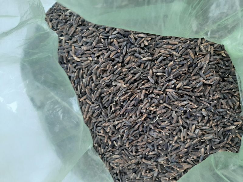 Organic black rice, Packaging Type : Plastic Bags
