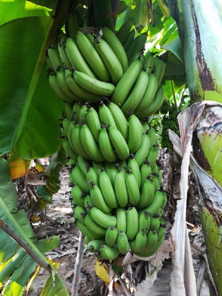 green banana