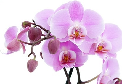 silk artificial orchid flower