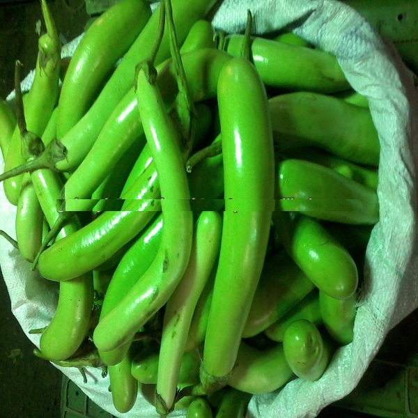 Brinjal Green