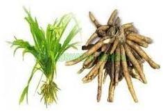 Safed Musli powder Extract, for Medicine Use, Variety : Herbal